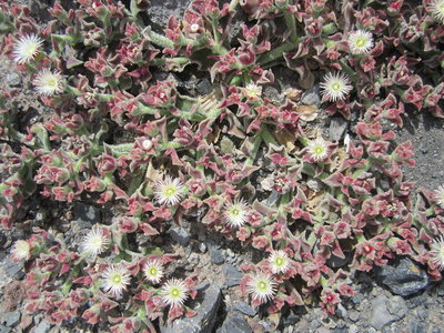 Mesembryanthmum chrystallinum auf La Gomera (Valle Gran Rey)