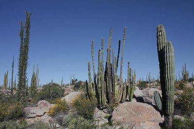 Lophocereus schottii