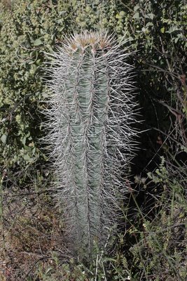 Pachycereus pringlei