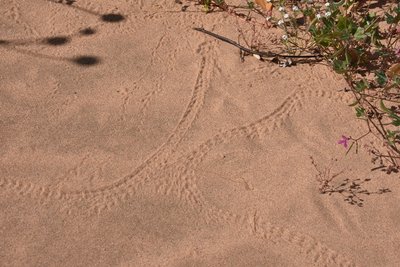 DSC_1174.JPG