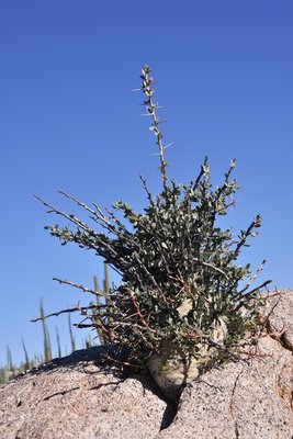 DSC_0696.JPG