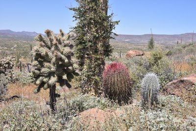 DSC_0820.JPG