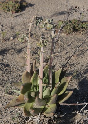 IMG_3562-a.jpg