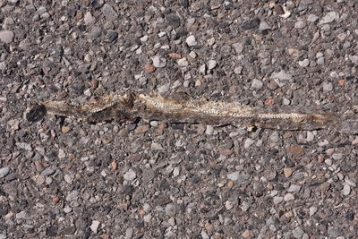 DSC_1099.JPG
