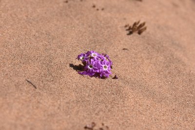 DSC_1168.JPG