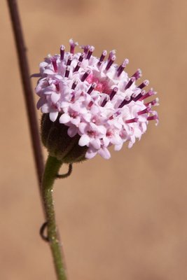 DSC_1186.JPG