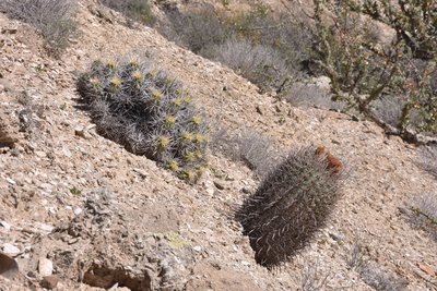 DSC_1260.JPG