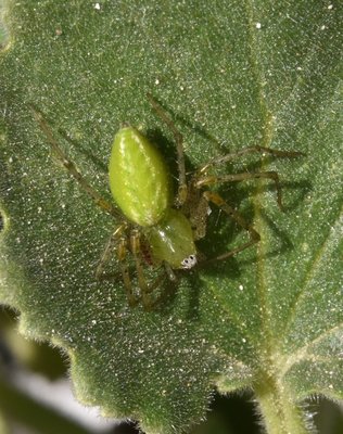 DSC_1607 Peucetia viridans.JPG