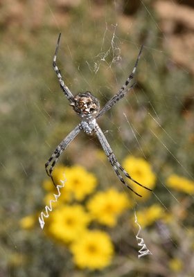 DSC_1616 Argiope argentata b.JPG