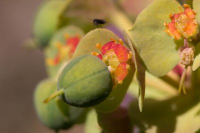 Euphorbia myrsinites WB20170506.jpg