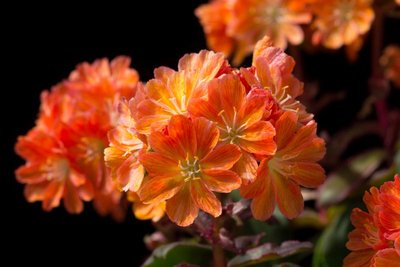 Lewisia cotyledon x orange WB20170507.jpg