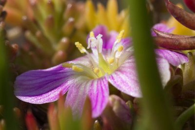 Lewisia pygmaea WB20170506 125624.jpg