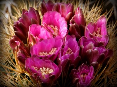 5146-3136-2017-04-0.jpg (128.54 KiB) 17422 mal betrachtet Gymnocalycium neuhuberi GN77-1181