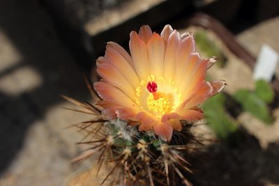 DPP_20832 - Kopie.JPG (67.79 KiB) 20474 mal betrachtet Austrocactus