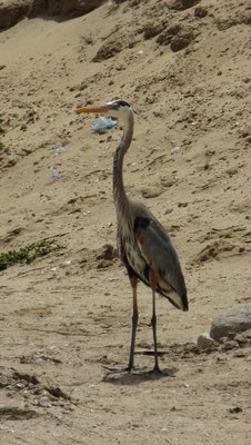 IMG_7239-d.jpg