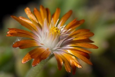 WB20170512 Delosperma 'Jewel of Desert' 'Topaz'.jpg