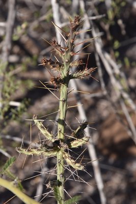 DSC_1867.JPG