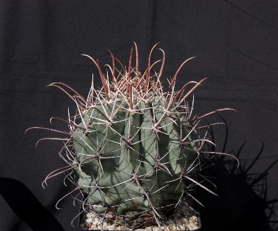 Feroc_rectispinus hybr_de Herdt_8296.jpg