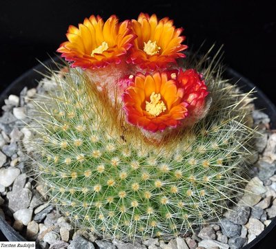 Parodia (2).JPG