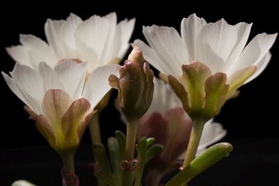 WB20130608 Lewisia rediviva minor a.jpg