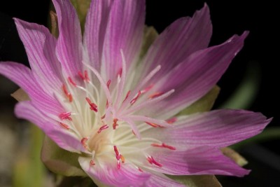 WB20170521 Lewisia rediviva rosea b.jpg