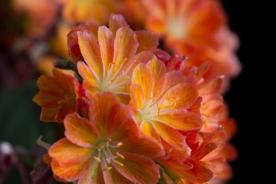 Lewisia cotyledon x orange b WB20170506.jpg