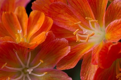 Lewisia cotyledon x orange c WB20170507.jpg