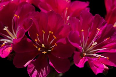 Lewisia cotyledon x pink a WB20170525.jpg