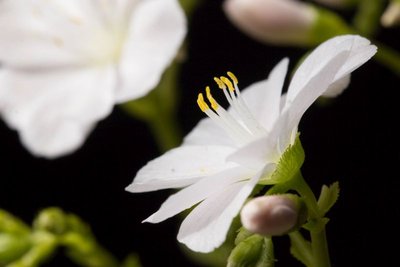 Lewisia cotyledon 'alba' b WB20170513.jpg