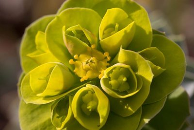 Euphorbia myrsinites a WB20170319.jpg