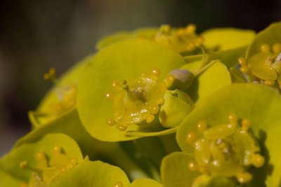 Euphorbia myrsinites c WB20170326.jpg