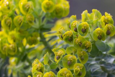 Euphorbia myrsinites d WB20160419.jpg