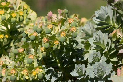 Euphorbia myrsinites e WB20160508.jpg
