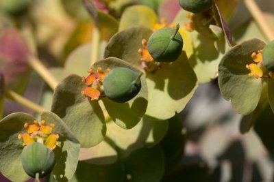 Euphorbia myrsinites h WB20170506.jpg
