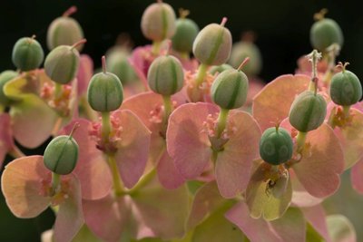 Euphorbia myrsinites i WB20170521.jpg