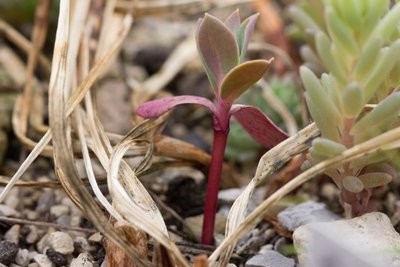 Euphorbia myrsinites l WB20170521.jpg