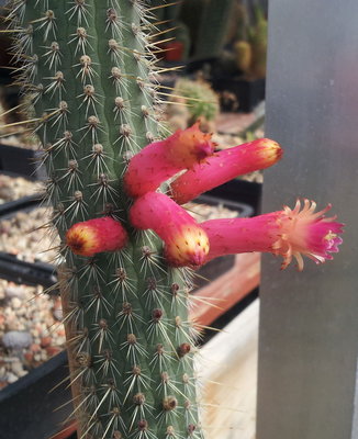 hier im Forum als Cleistocactus candelilla bestimmt