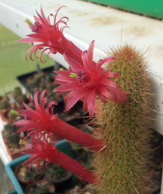 20170603_103712.jpg (125.81 KiB) 22725 mal betrachtet eine Cleistocactus-Hybride