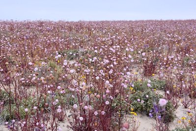 DSC_2098.JPG