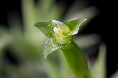 WB20170612 Deuterocohnia brevifolia b.jpg