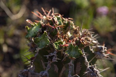 Euphorbia handiensis, Jandia e.jpg