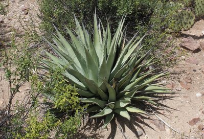 IMG_7363-a_Agave_pringlei_Frage.jpg