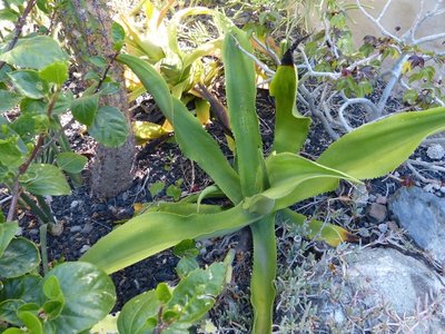 Agave mamorata (640x480).jpg