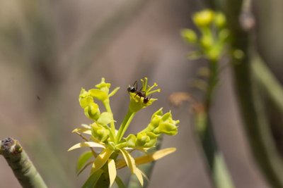 WB20170704 Euphorbia lamarckii.jpg