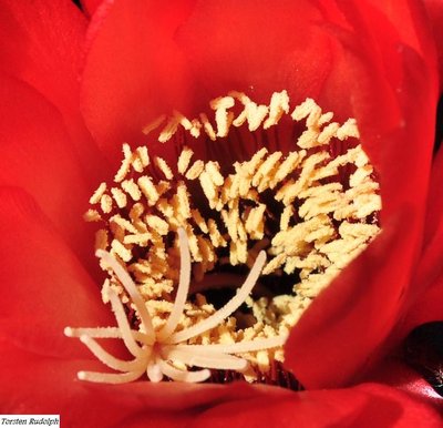grandiflora (6).JPG