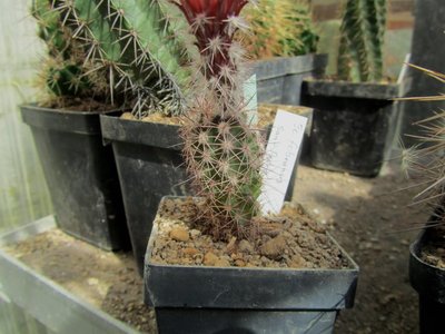 IMG_7646.JPG (107.74 KiB) 12256 mal betrachtet Ec.fobeanus