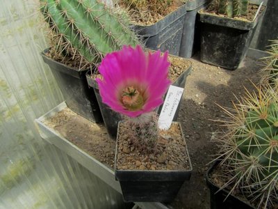 IMG_7647.JPG (129.47 KiB) 12256 mal betrachtet Ec. fobeanus