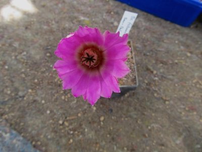 IMG_7648.JPG (69.78 KiB) 12256 mal betrachtet Ec.fobeanu