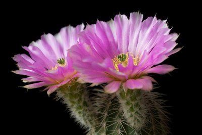 Echinocereus reichenbachii var. albispinus a.jpg