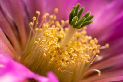 Echinocereus reichenbachii var. albispinus d.jpg